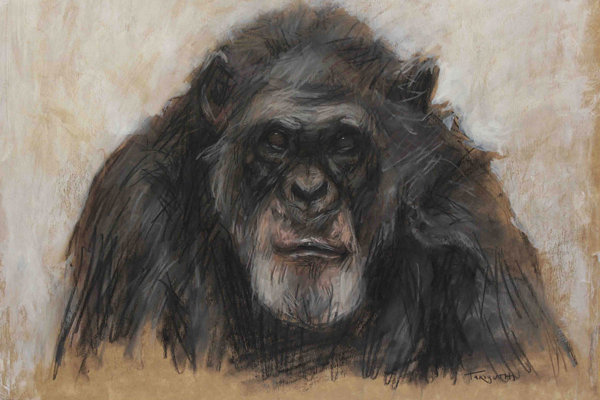 Chimpanze, em pastel e tinta acrílica